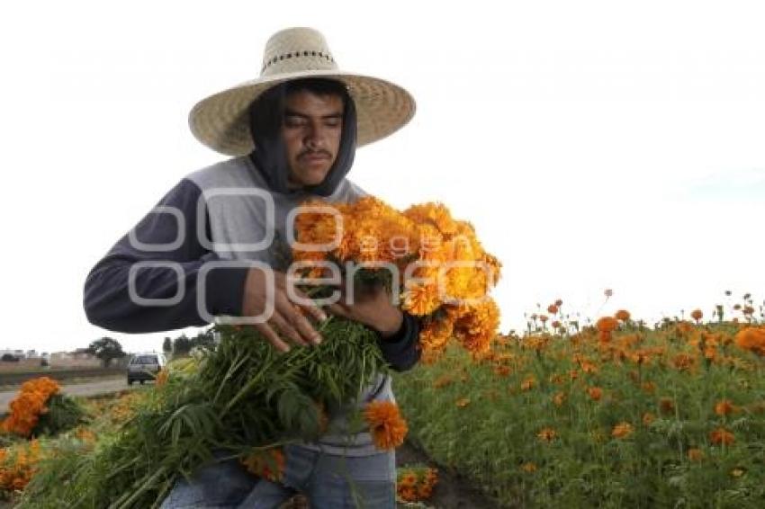 CORTE FLOR DE CEMPASÚCHIL