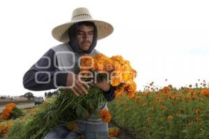 CORTE FLOR DE CEMPASÚCHIL