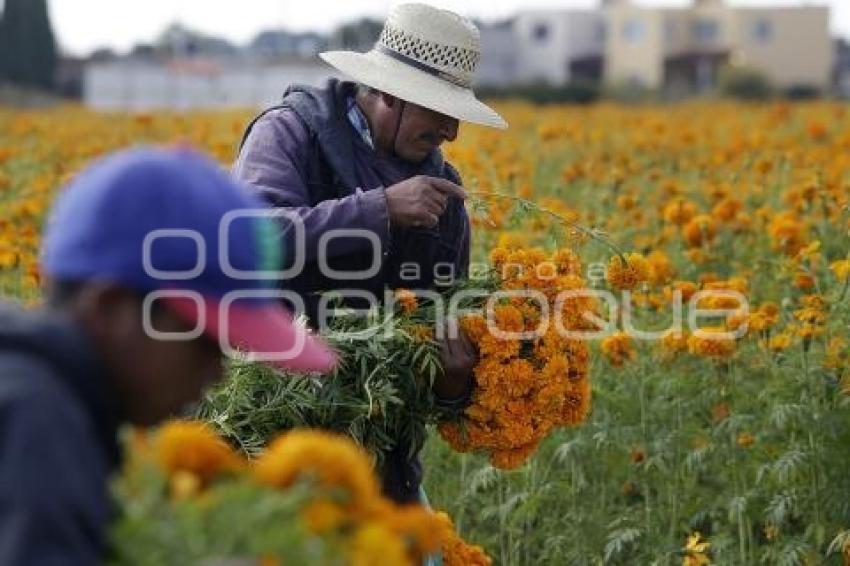 CORTE FLOR DE CEMPASÚCHIL