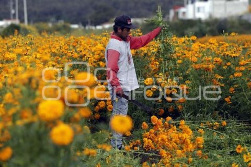 CORTE FLOR DE CEMPASÚCHIL