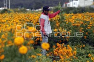 CORTE FLOR DE CEMPASÚCHIL