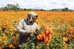 CORTE FLOR DE CEMPASÚCHIL