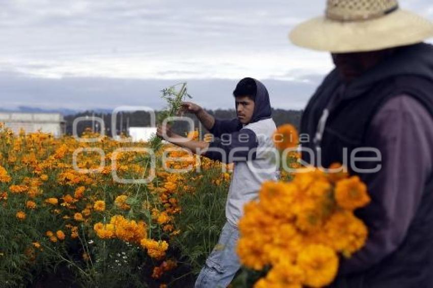 CORTE FLOR DE CEMPASÚCHIL