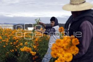 CORTE FLOR DE CEMPASÚCHIL