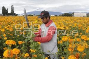 CORTE FLOR DE CEMPASÚCHIL