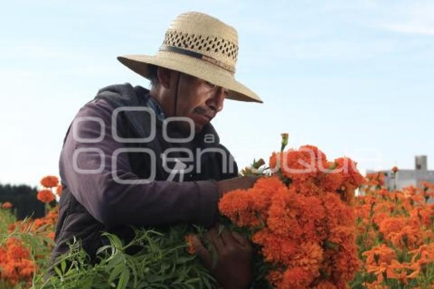 CORTE FLOR DE CEMPASÚCHIL