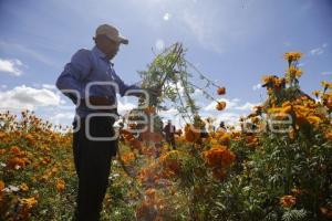 CORTE FLOR DE CEMPASÚCHIL