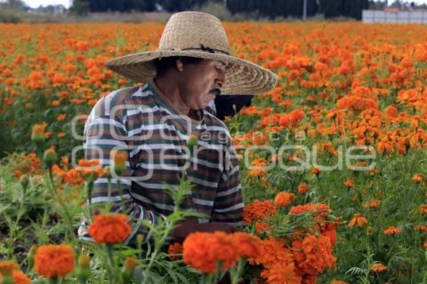 CORTE FLOR DE CEMPASÚCHIL