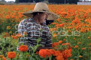 CORTE FLOR DE CEMPASÚCHIL