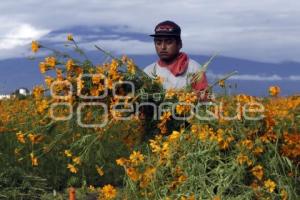 CORTE FLOR DE CEMPASÚCHIL