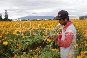 CORTE FLOR DE CEMPASÚCHIL