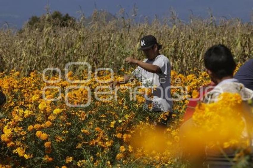 CORTE FLOR DE CEMPASÚCHIL