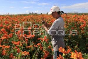 CORTE FLOR DE CEMPASÚCHIL