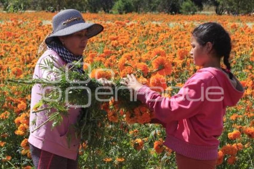 CORTE FLOR DE CEMPASÚCHIL