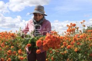 CORTE FLOR DE CEMPASÚCHIL