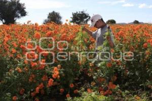 CORTE FLOR DE CEMPASÚCHIL