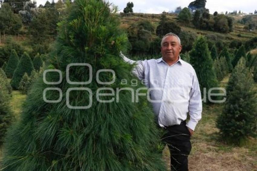 ÁRBOLES NAVIDEÑOS