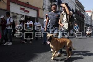 MARCHA POR LOS ANIMALES