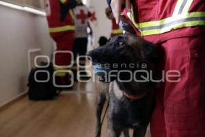 CRUZ ROJA . PERROS DE BÚSQUEDA Y RESCATE