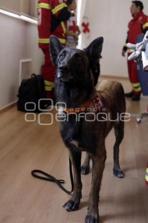 CRUZ ROJA . PERROS DE BÚSQUEDA Y RESCATE