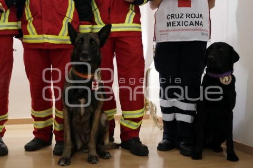 CRUZ ROJA . PERROS DE BÚSQUEDA Y RESCATE