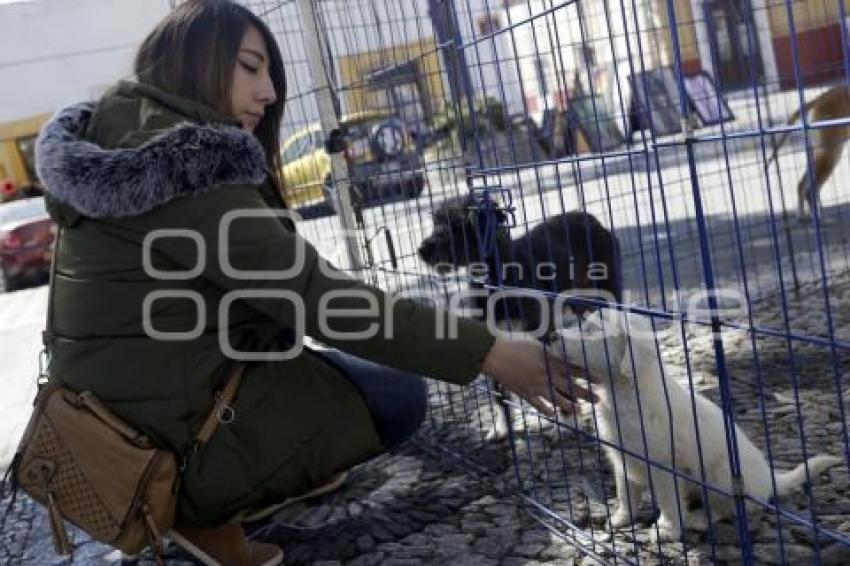 JORNADA DE ADOPCIÓN DE ANIMALES