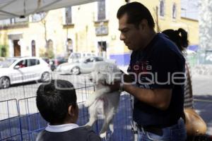 JORNADA DE ADOPCIÓN DE ANIMALES