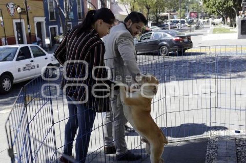 JORNADA DE ADOPCIÓN DE ANIMALES