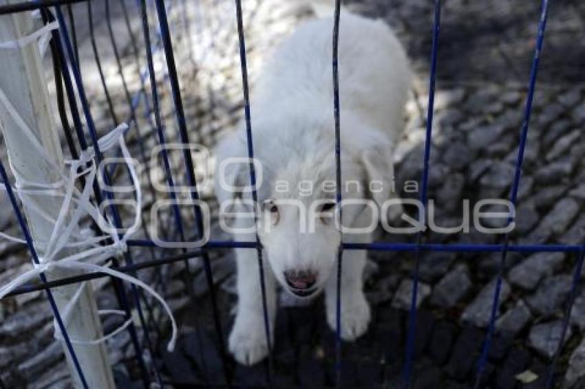 JORNADA DE ADOPCIÓN DE ANIMALES