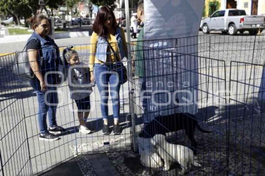 JORNADA DE ADOPCIÓN DE ANIMALES