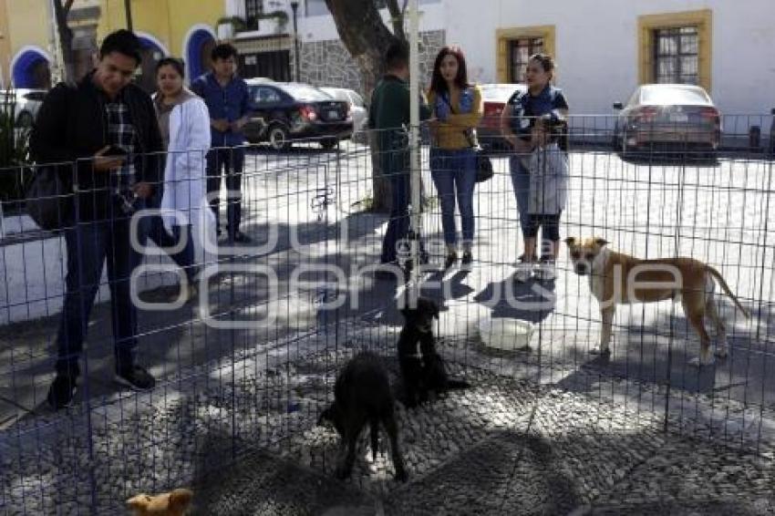 JORNADA DE ADOPCIÓN DE ANIMALES