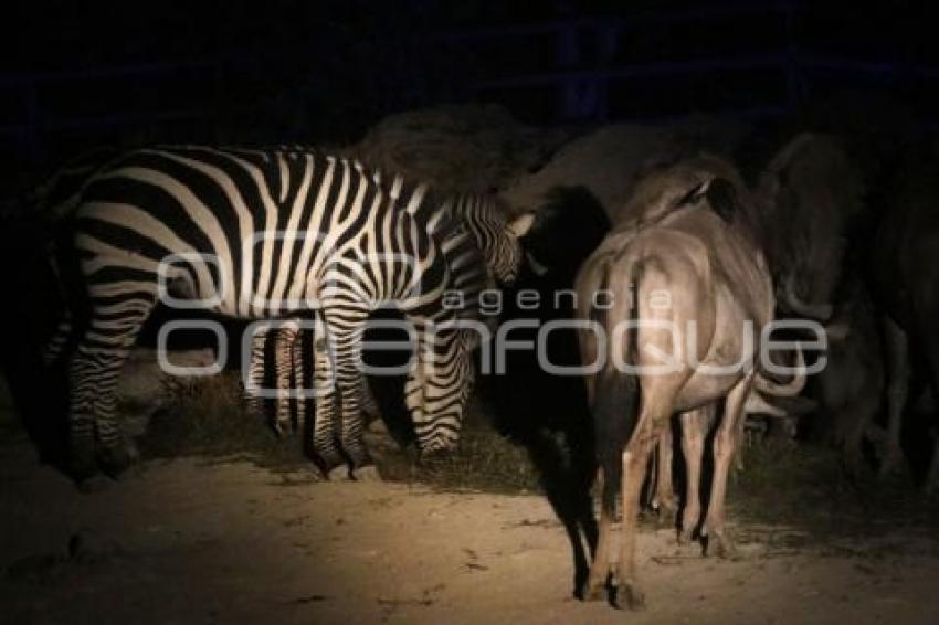 SAFARI NOCTURNO