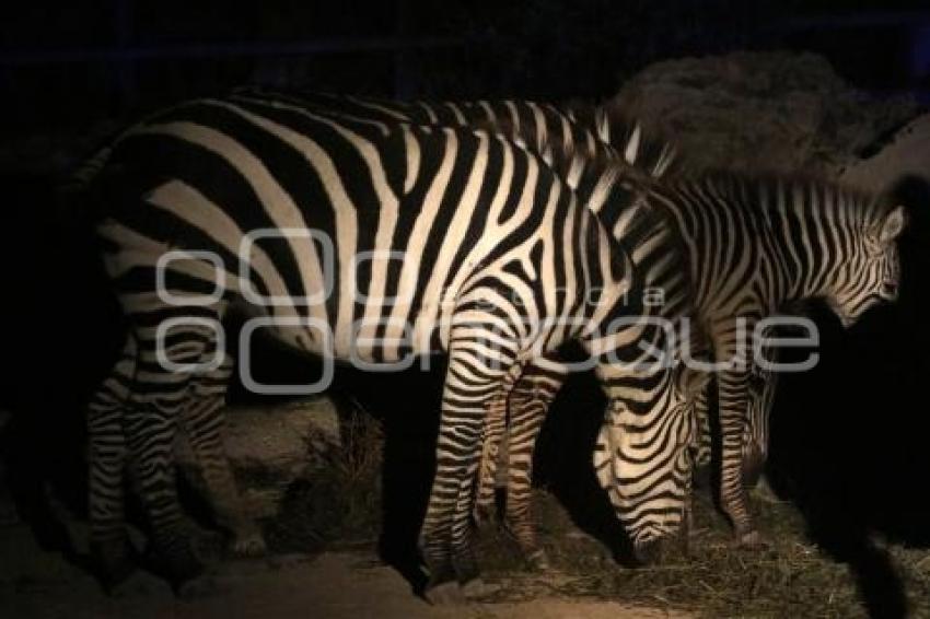 SAFARI NOCTURNO