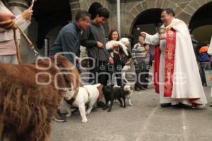 BENDICIÓN DE MASCOTAS