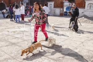 BENDICIÓN DE MASCOTAS