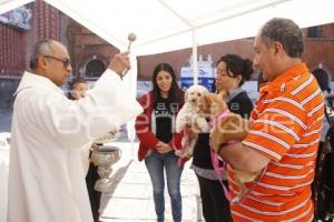 BENDICIÓN DE MASCOTAS