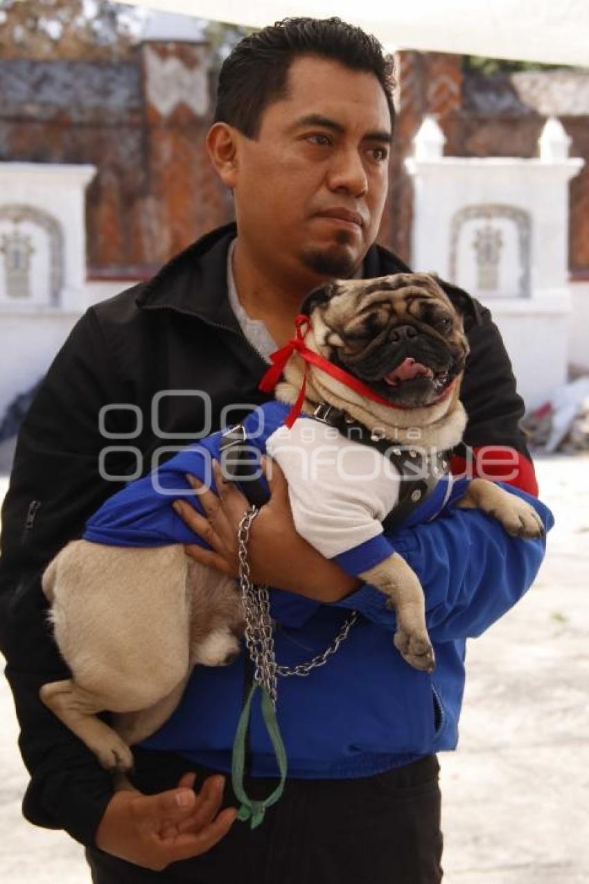 BENDICIÓN DE MASCOTAS