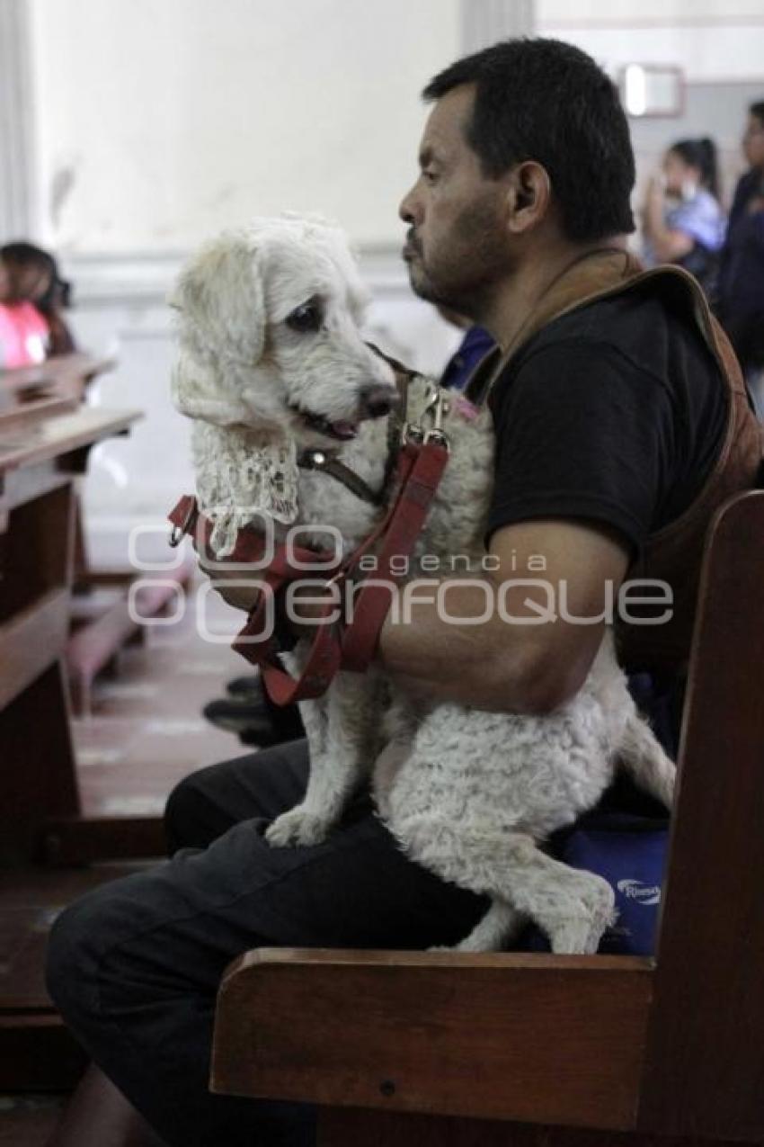 BENDICIÓN DE MASCOTAS