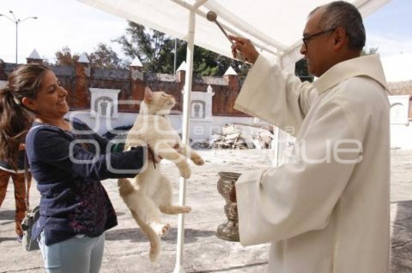 BENDICIÓN DE MASCOTAS