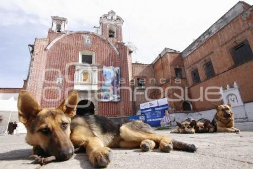 BENDICIÓN DE MASCOTAS