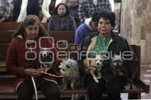 BENDICIÓN DE MASCOTAS