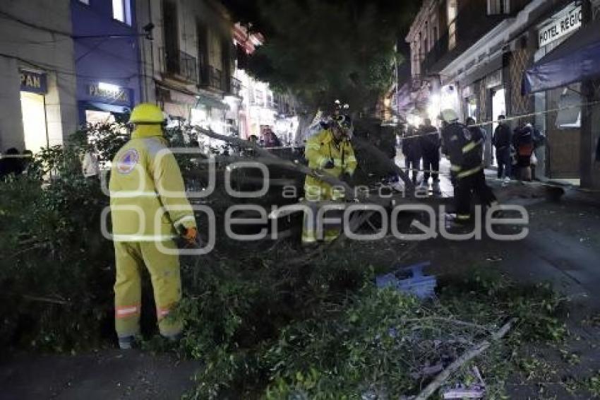 CAÍDA ÁRBOL 10 PONIENTE