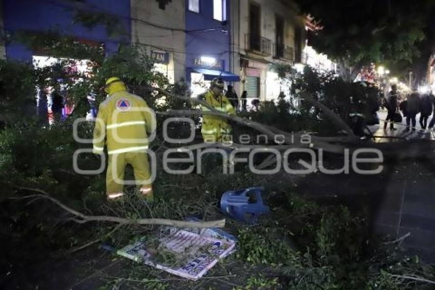 CAÍDA ÁRBOL 10 PONIENTE