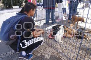 JORNADA ADOPCIÓN DE ANIMALES