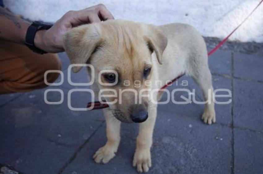 JORNADA DE ADOPCIÓN DE ANIMALES