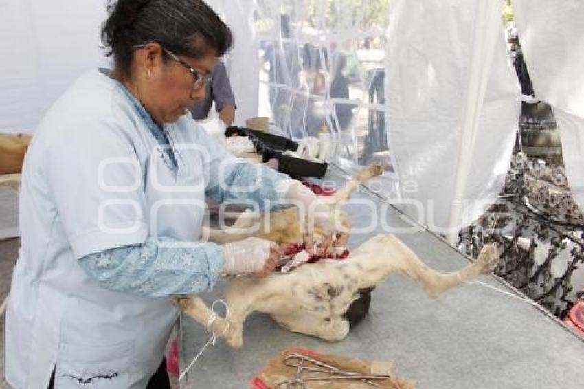 JORNADA DE ESTERILIZACIÓN