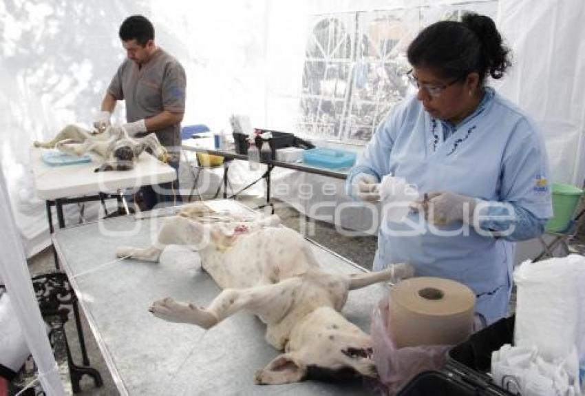 JORNADA DE ESTERILIZACIÓN