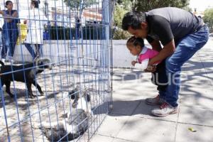 JORNADA DE ADOPCIÓN DE ANIMALES