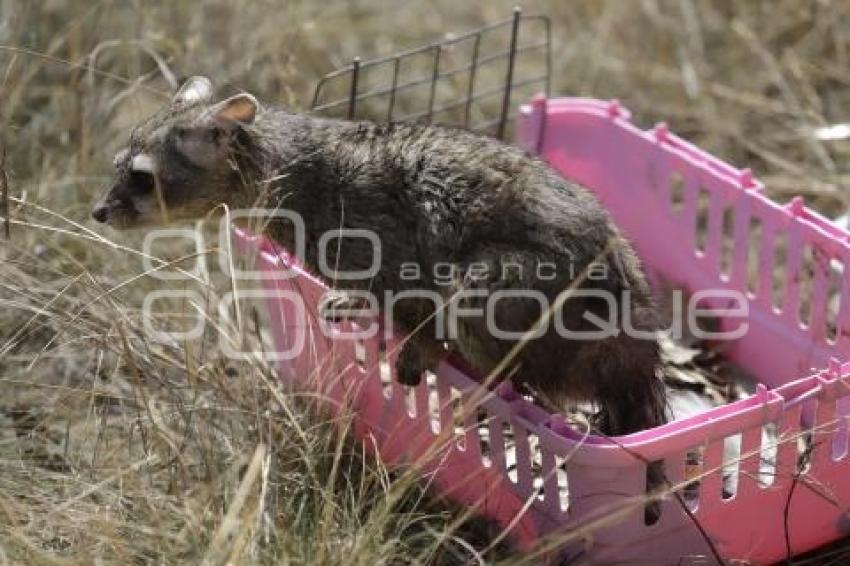 LIBERACIÓN DE ANIMALES SILVESTRES