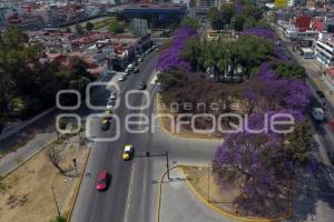 ENFOQUE AÉREO . JACARANDAS